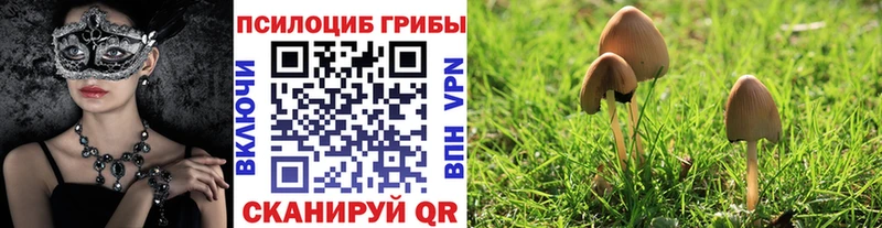 Купить  Клинцы  Псилоцибиновые грибы Psilocybe 